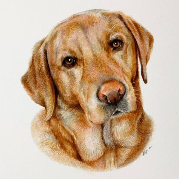 Лабрадор палевый портрет