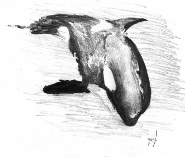 Рисунки для срисовки Касатка