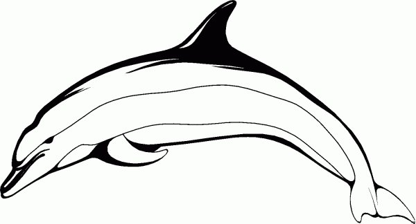 Дельфин контур