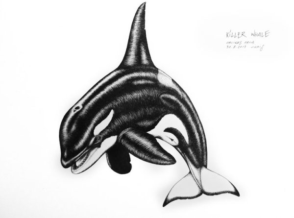 Касатка карандашом