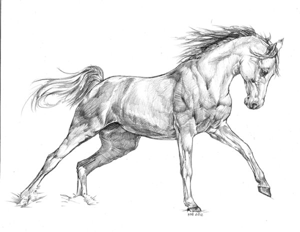 Эскиз лошади для рисования