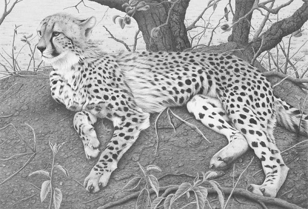 Рисунок животного