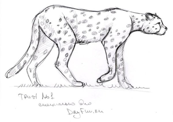 Гепард рисунок карандашом