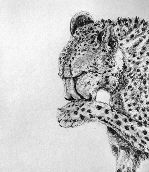 Зарисовки гепарда