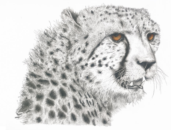 Гепард набросок