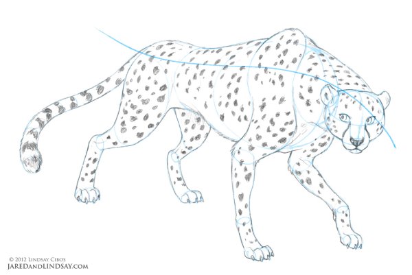 Уроки рисования гепарда
