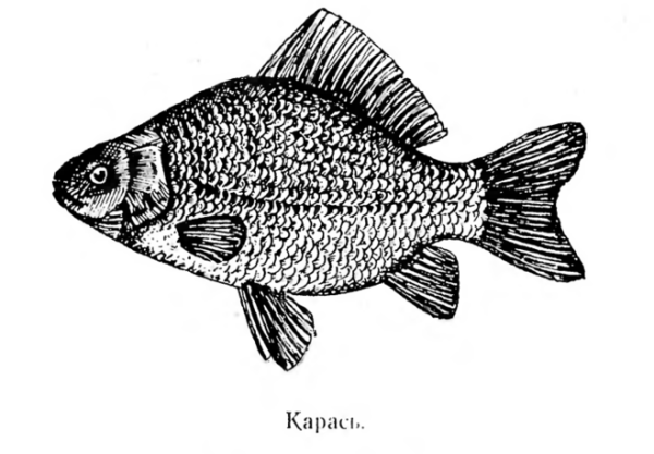 Карась раскраска