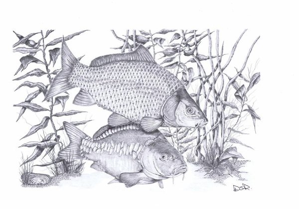 Рыбка рисунок карандашом