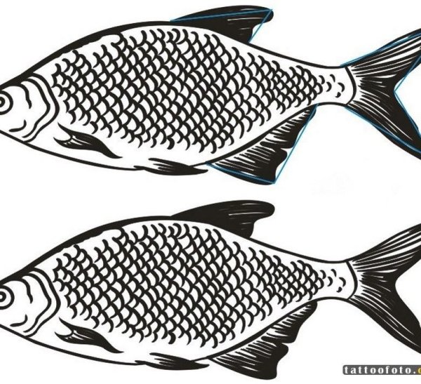 Карась раскраска для детей