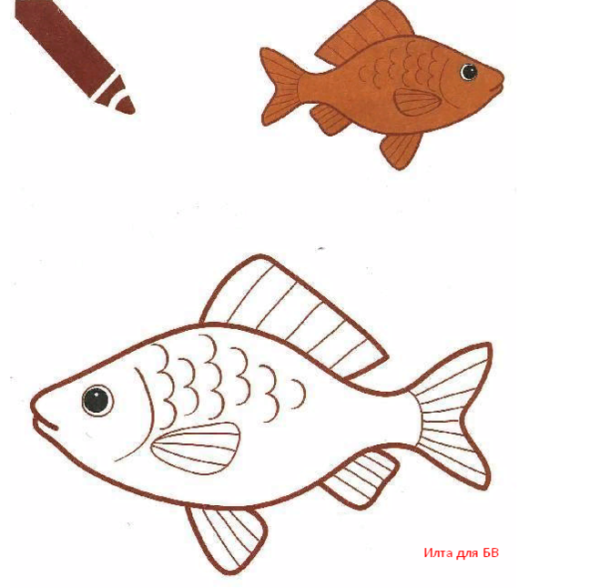 Рыба карась раскраска