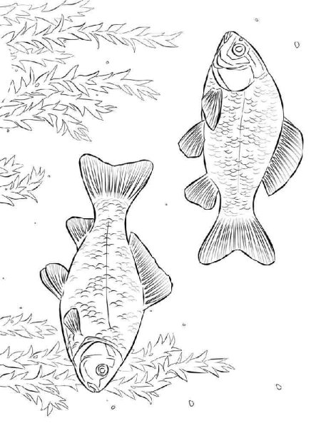 Рисунок рыбы для срисовки