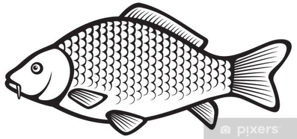 Карась раскраска для детей