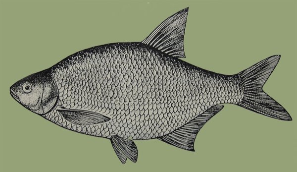 Карась рисунок