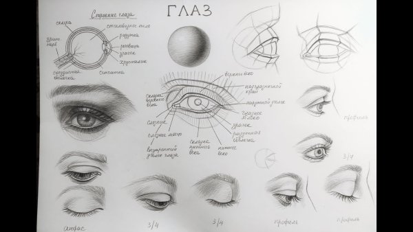 ГОЛАЗ анатомия для худ