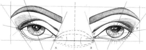 Пропорции глаза