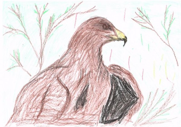 Орел птица в Башкирии