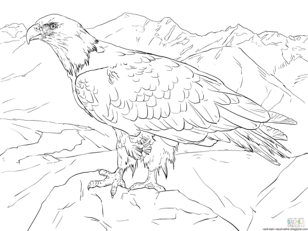 Орел раскраска для детей