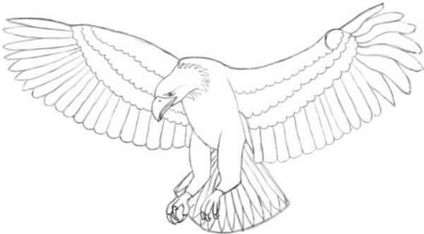 Орел раскраска для детей