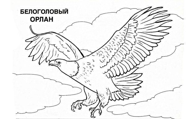 Птица в полёте карандашом