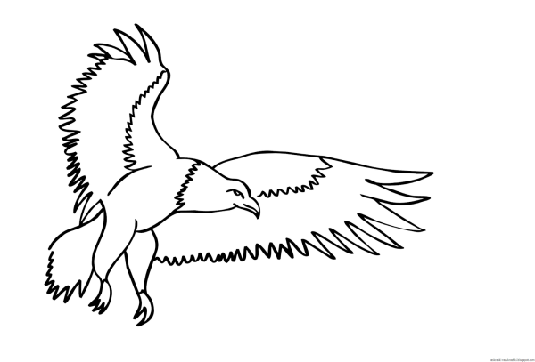 Коршун рисунок карандашом