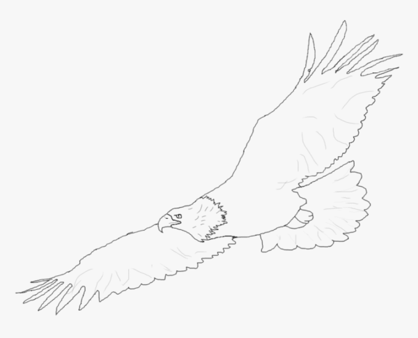Беркут рисовать
