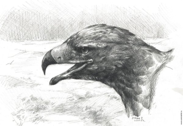 Орел сбоку рисунок