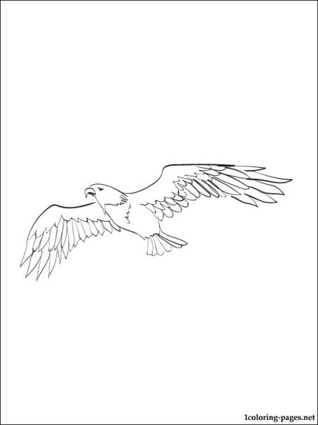 Орел раскраска для детей
