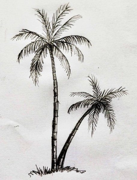 Раскраска три пальмы Лермонтов