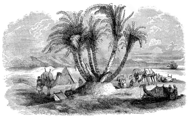 Рисунок пальмы на острове карандашом