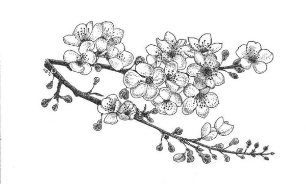 Раскраска Сакура дерево