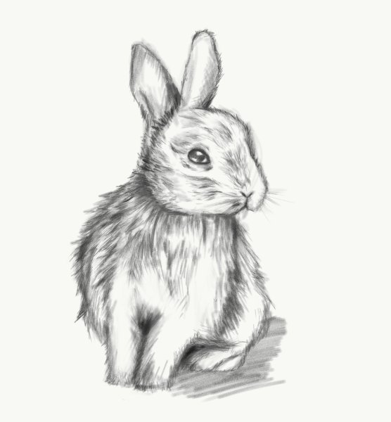 Зайчик скетч