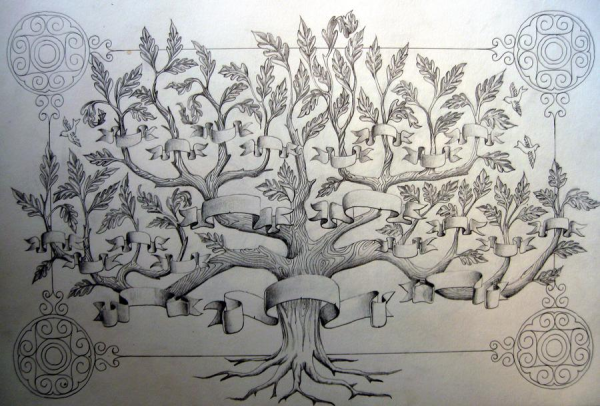 Дуб рисунок