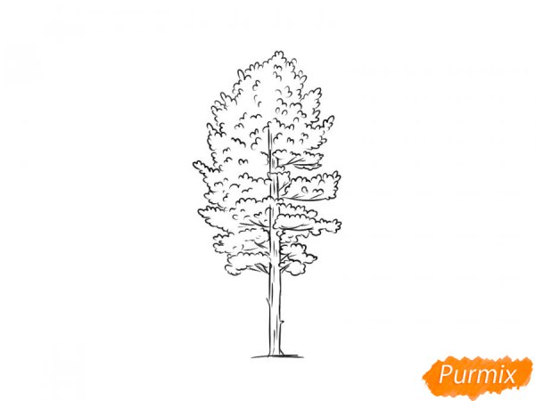 Карандашный кедр