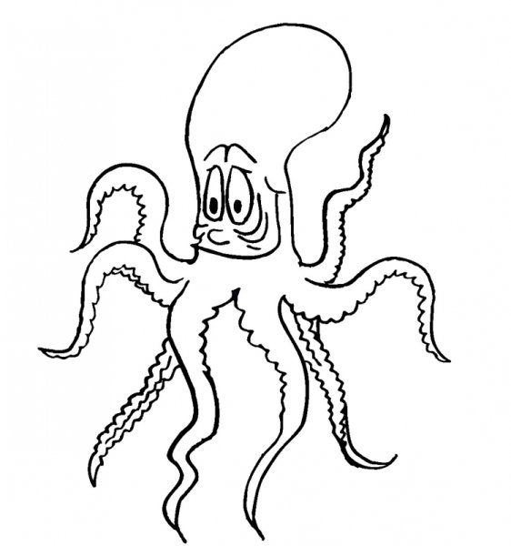 Осьминог раскраска маленькая