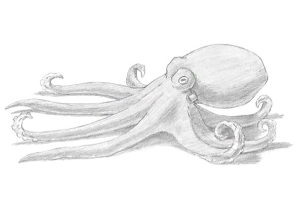 Осьминог картинка раскраска
