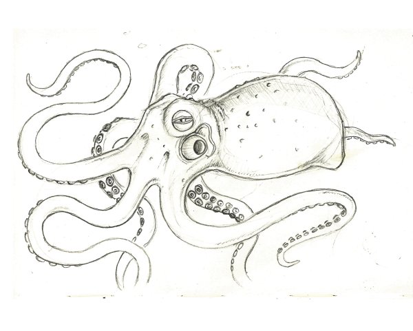 Рисование морские обитатели