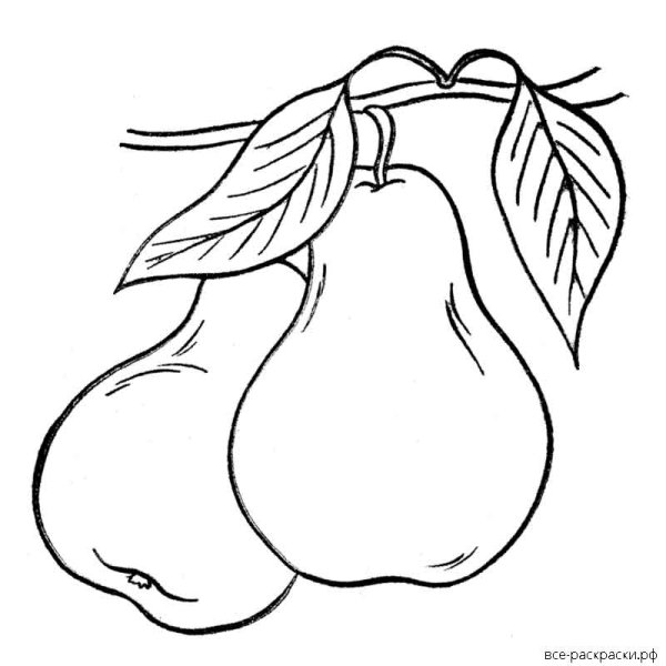 Груша раскраска