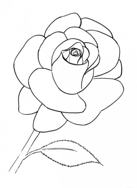 Раскраска роза цветок