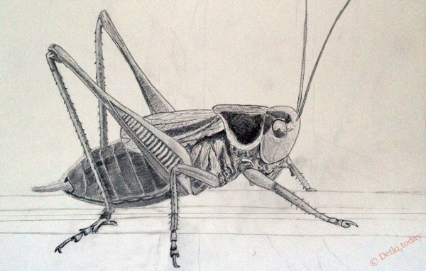 Зарисовки насекомых карандашом