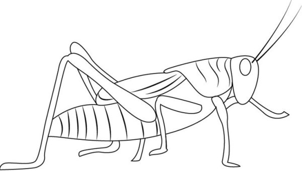 Нарисовать кузнечика