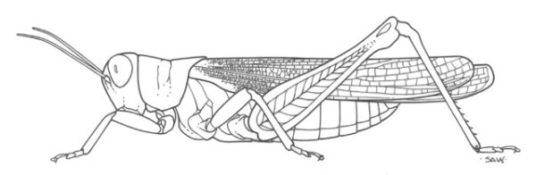 Кузнечик для рисования