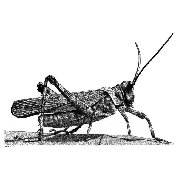 Кузнечик раскраска для детей