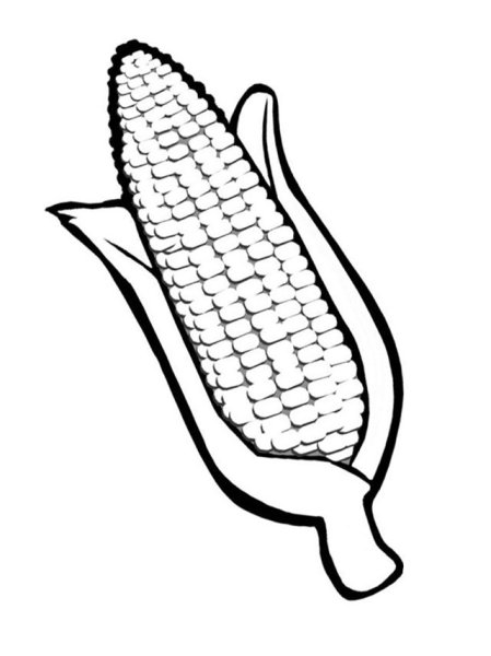 Кукуруза раскраска для детей