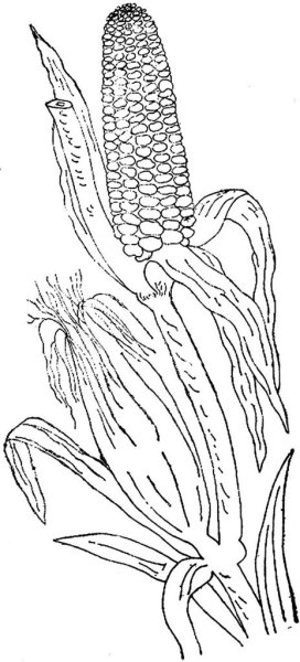 Столбики с рыльцами кукурузы рисунок