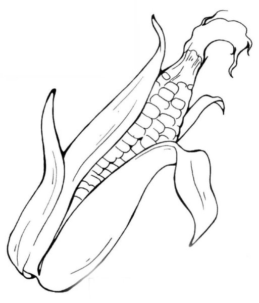 Кукуруза раскраска