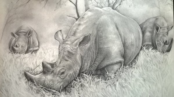 Рисовать карандашом носорога