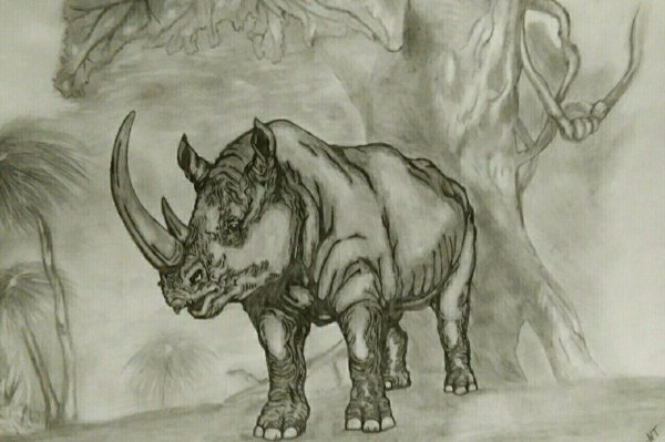 Альбрехт Дюрер носорог