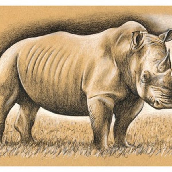 Суматранский носорог карандашом
