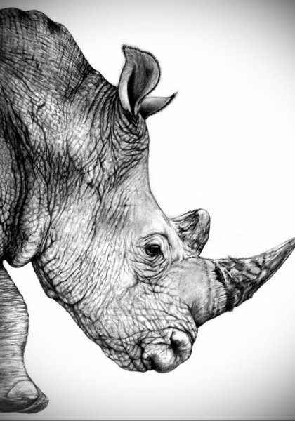 Носорог рисунок
