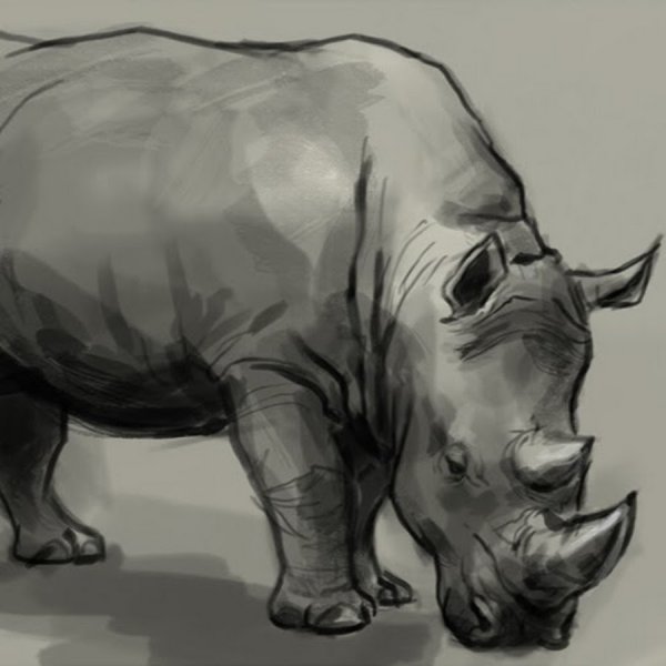 Носорог Графика